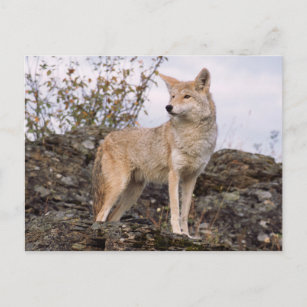 Carte Postale USA, Montana, Kalispell. Coyote à Triple D