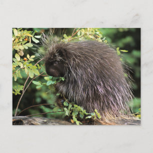Carte Postale USA, Montana, Kalispell. Porcupine et hanches rose