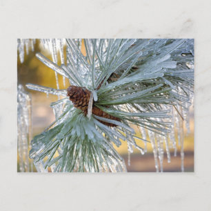 Carte Postale USA, Oregon, Bend. Les aiguilles de pin de Pondero