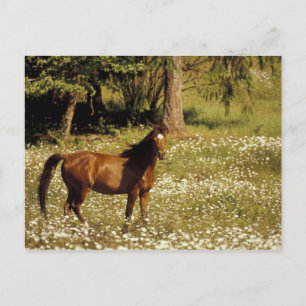 Carte Postale USA, Oregon. Cheval dans le champ de marguerites