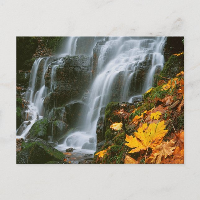 Carte Postale USA, Oregon, Fairy Falls, Columbia River Gorge (Devant)