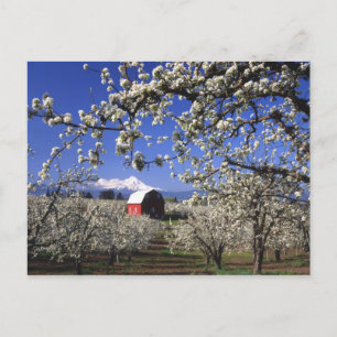 Carte Postale USA, Oregon, Hood River Valley, verger à poires