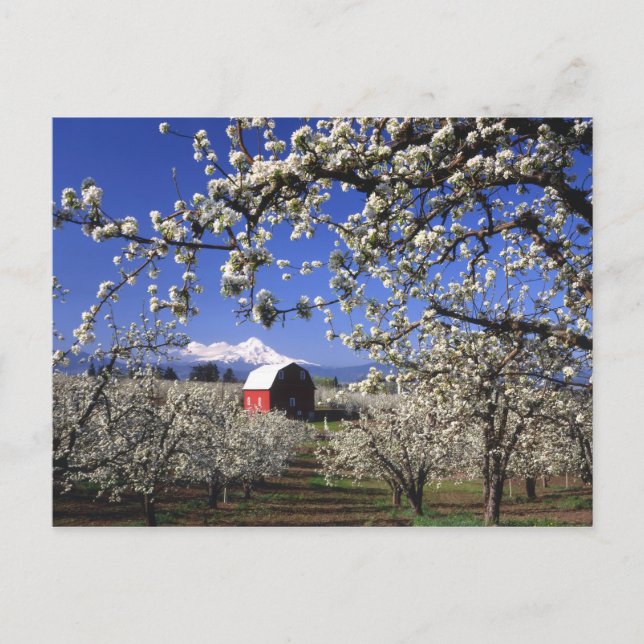 Carte Postale USA, Oregon, Hood River Valley, verger à poires (Devant)