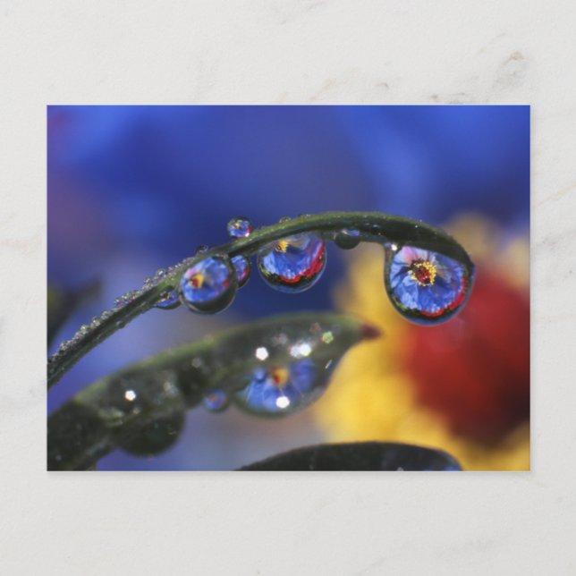 Carte Postale USA, Oregon, Portland, Gros plan de coccinelle (Devant)