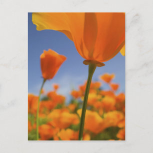 Carte Postale USA, Oregon, Willamette Valley, Gros plan de