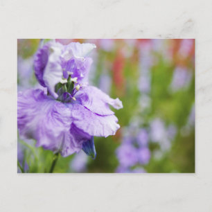 Carte Postale USA, Oregon, Willamette Valley, Larkspur Close 3