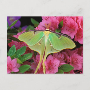 Carte Postale USA, Pennsylvanie. Luna moth sur clematis rose