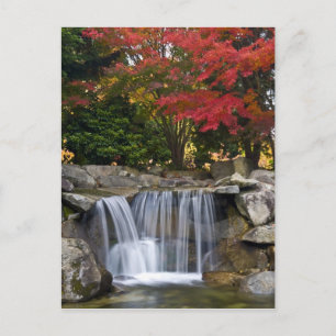 Carte Postale USA, Redmond, Washington. Couleur d'automne dans u