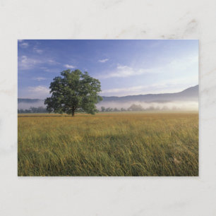 Carte Postale USA, Tennessee. Great Smokey Mountains