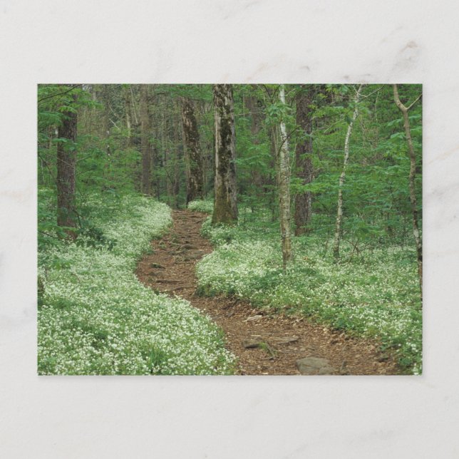 Carte Postale USA, Tennessee, Great Smoky Mountains NP, 3 (Devant)