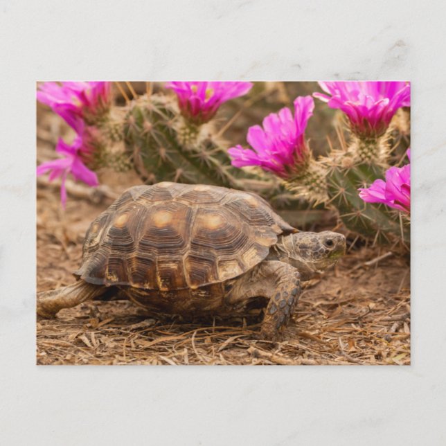 Carte Postale USA, Texas, comté d'Hidalgo. Tortue (Devant)