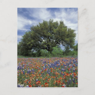 Carte Postale USA, Texas, Marble Falls Paintbrush et