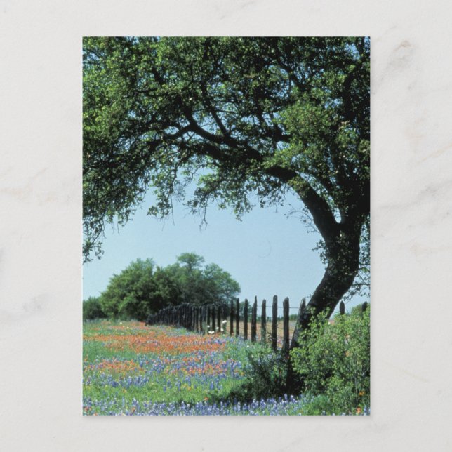 Carte Postale USA, Texas, Texas Hill Country Paintbrush et (Devant)