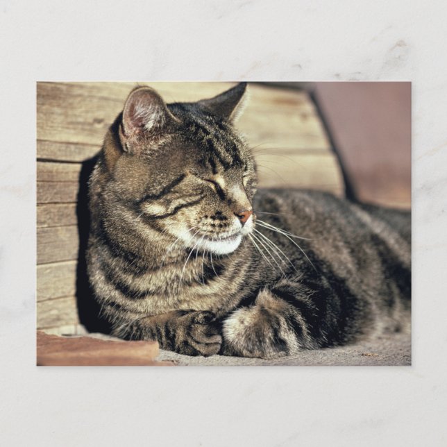 Carte Postale USA, Utah, Capitol Reef NP. Sleeping tabby cat (Devant)