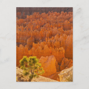 Carte Postale USA, Utah, Parc national du canyon de Bryce