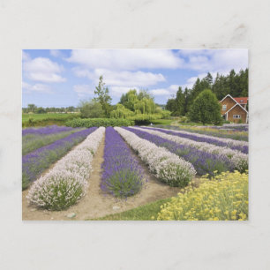 Carte Postale USA, WA, Sequim, Purple Haze Lavender Farm