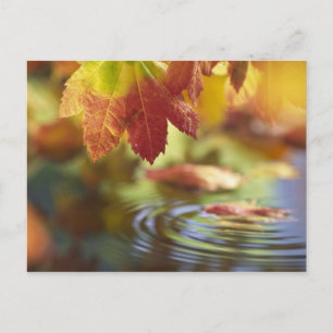 Carte Postale USA, Washington, Bellingham, Gros plan de l'automn