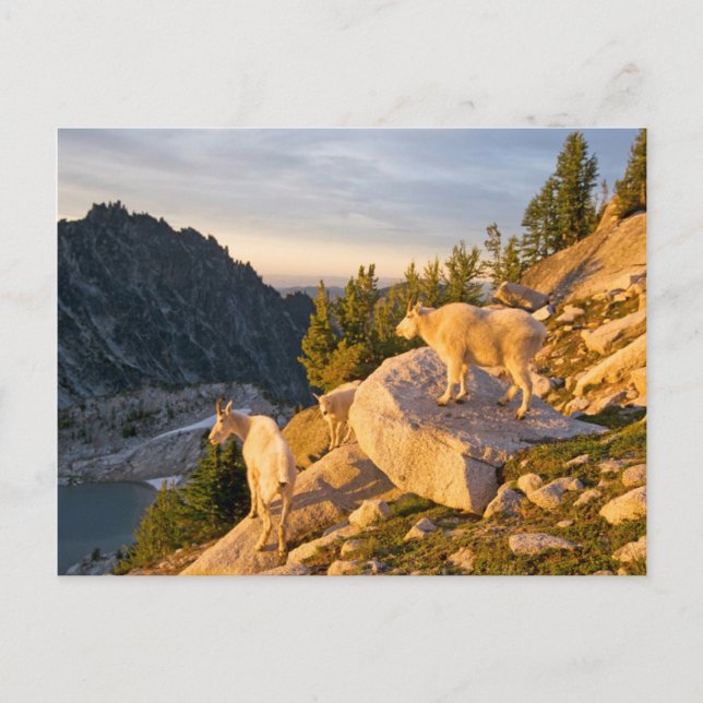 Carte Postale USA, Washington, Cascade Range 4 (Devant)