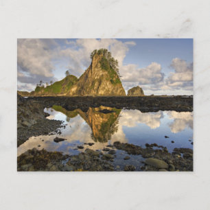 Carte Postale USA, Washington, Parc National Olympique. A
