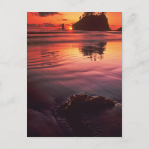 Carte Postale USA, Washington, Parc National Olympique. Coucher 