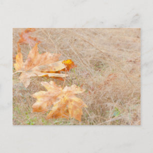 Carte Postale USA, Washington, Quinault. Feuilles d'érable