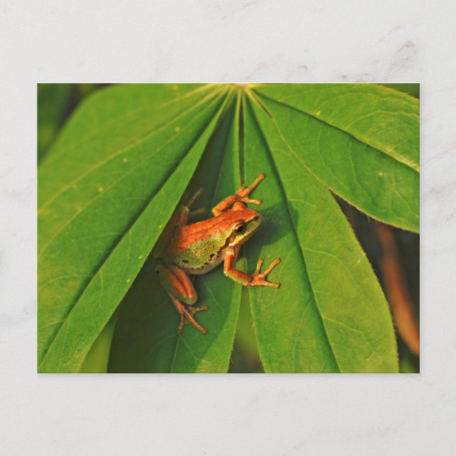 Carte Postale USA, Washington, Seattle, Discovery Park 2 (Devant)