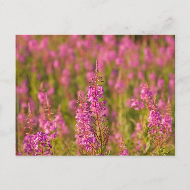 Carte Postale USA, Washington, Seattle, Discovery Park 3 (Devant)