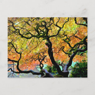 Carte Postale USA, Washington, Seattle, Kubota Garden.