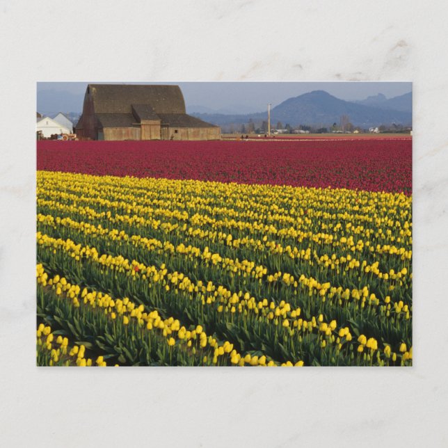 Carte Postale USA, Washington, Skagit Valley. Champs de tulipe 2 (Devant)