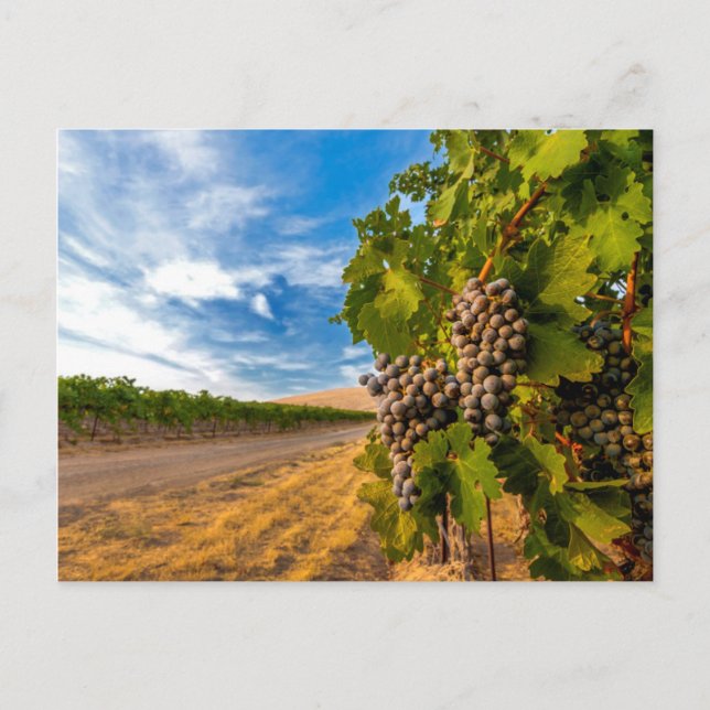 Carte Postale USA, Washington, Yakima Valley. Raisins de merlot (Devant)