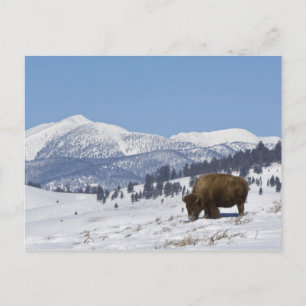 Carte Postale USA, WY, Yellowstone NP, American Bison Bison
