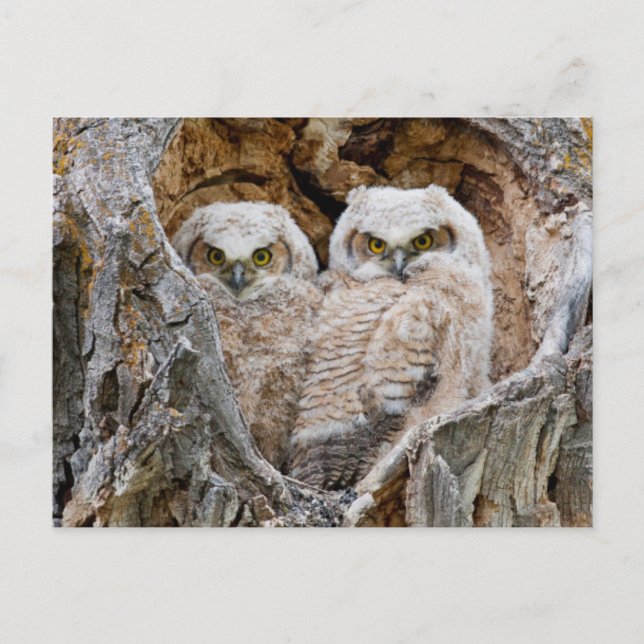 Carte Postale USA, Wyoming, Grand Teton National Park (Devant)