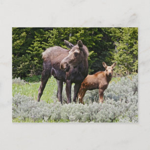 Carte Postale USA, Wyoming, Montagnes Bighorn, Alces d'orignaux