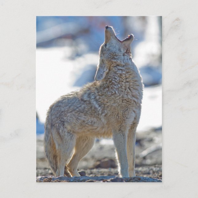 Carte Postale USA, Wyoming, Parc national de Yellowstone, Coyote (Devant)