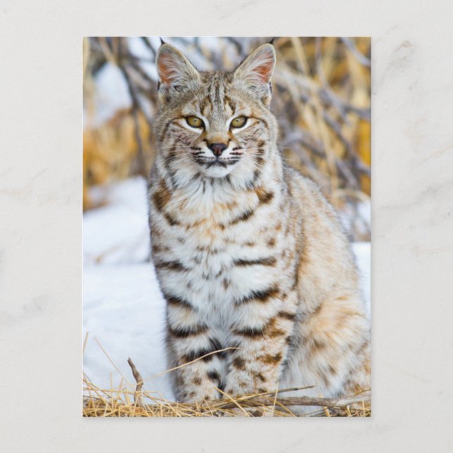 Carte Postale USA, Wyoming, Portrait de Bobcat (Devant)