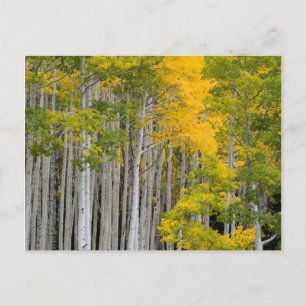Carte Postale Utah. États-Unis Arbres d'Aspen (Populus Tremuloid
