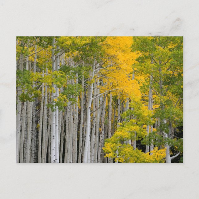 Carte Postale Utah. États-Unis Arbres d'Aspen (Populus Tremuloid (Devant)