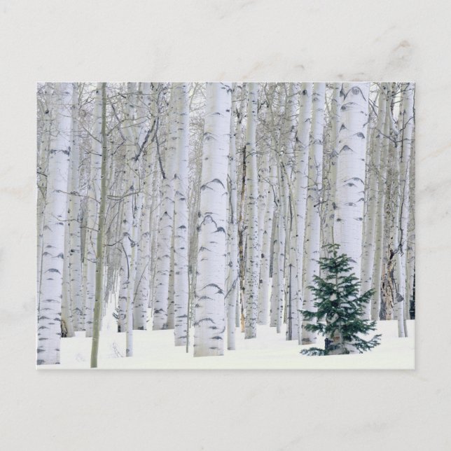 Carte Postale UTAH. États-Unis Aspen (Populus tremuloides) et Do (Devant)