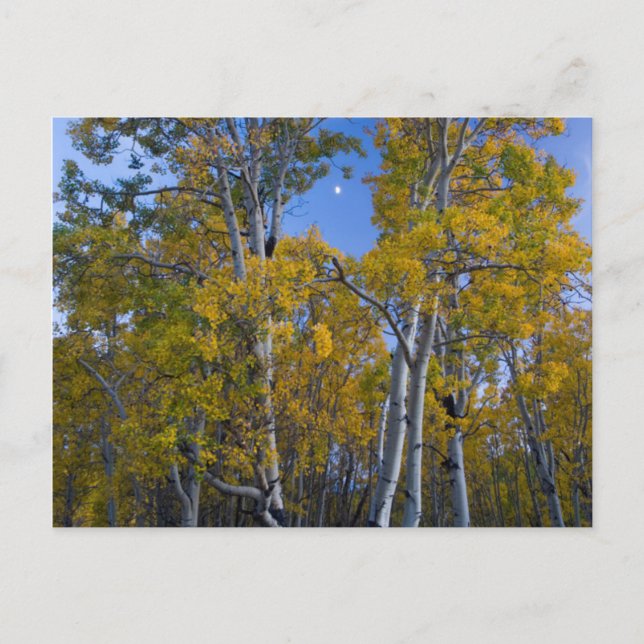 Carte Postale Utah. États-Unis Aspen Trees Et Lune À Dusk (Devant)