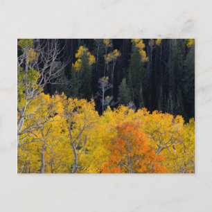 Carte Postale Utah. États-Unis. Peupliers en automne sur le Sevi