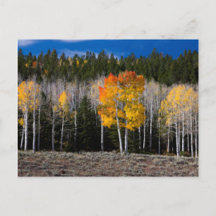 Carte Postale Utah, États-Unis. Peupliers Trembles (Populus Trem