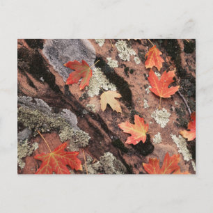 Carte Postale Utah, Parc national de Sion, Motifs de l'automne