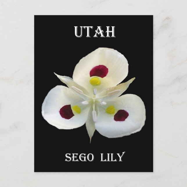 Carte Postale Utah Sego Lily (Devant)