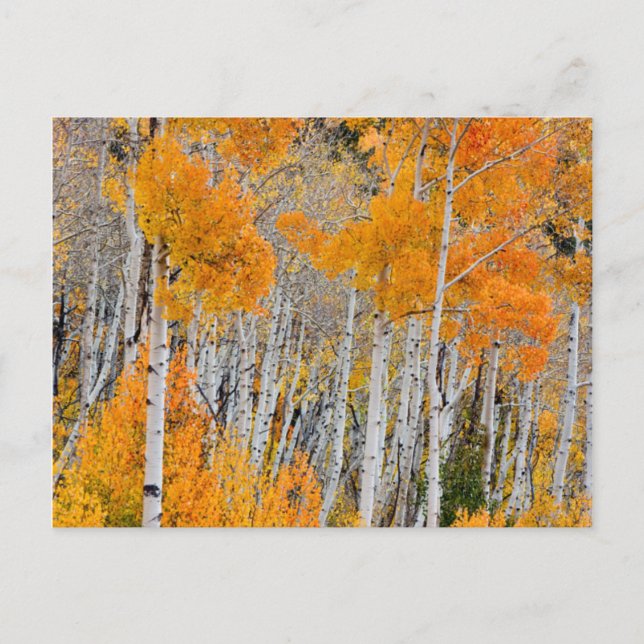 Carte Postale Utah, USA. Arbres à peuplier (Populus Tremuloides) (Devant)