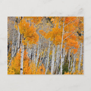 Carte Postale Utah, USA. Arbres à peuplier (Populus Tremuloides)