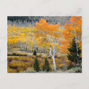 Carte Postale Utah, USA. Arbres D'Aspen Et Épais De Saule