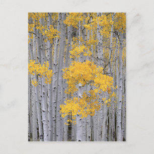 Carte Postale UTAH. USA. Gruve d'Aspen (Populus tremuloides) dan