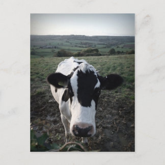 Carte Postale Vache