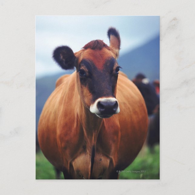 Carte Postale vache (Devant)