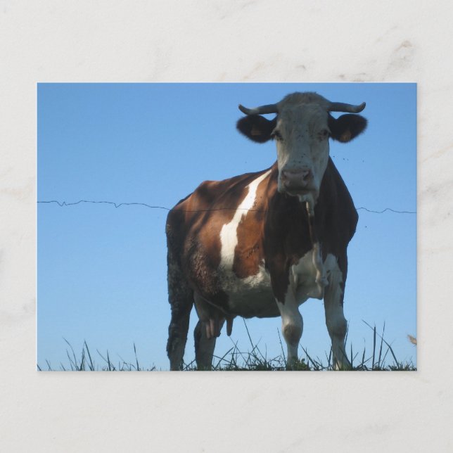 Carte Postale Vache (Devant)